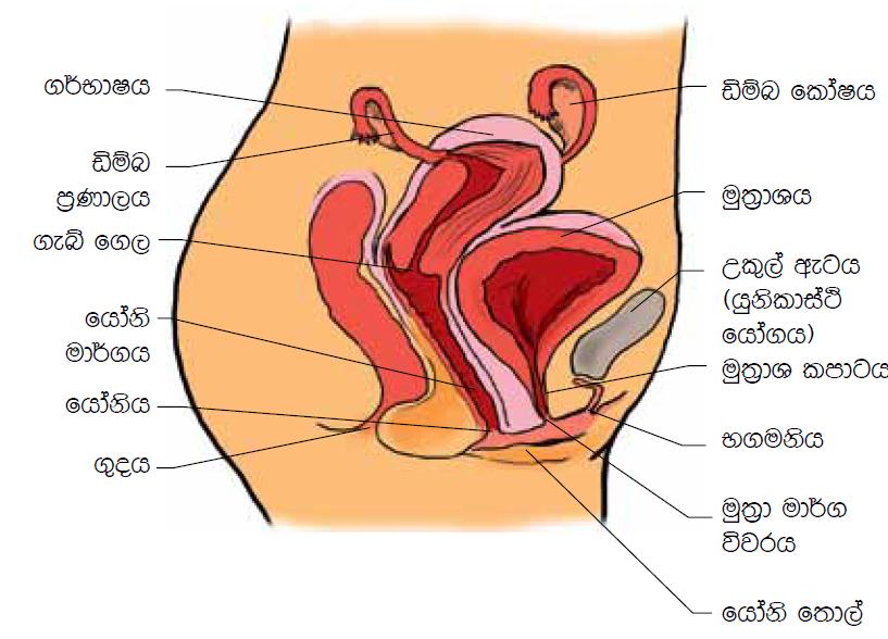 femalesystem (1)